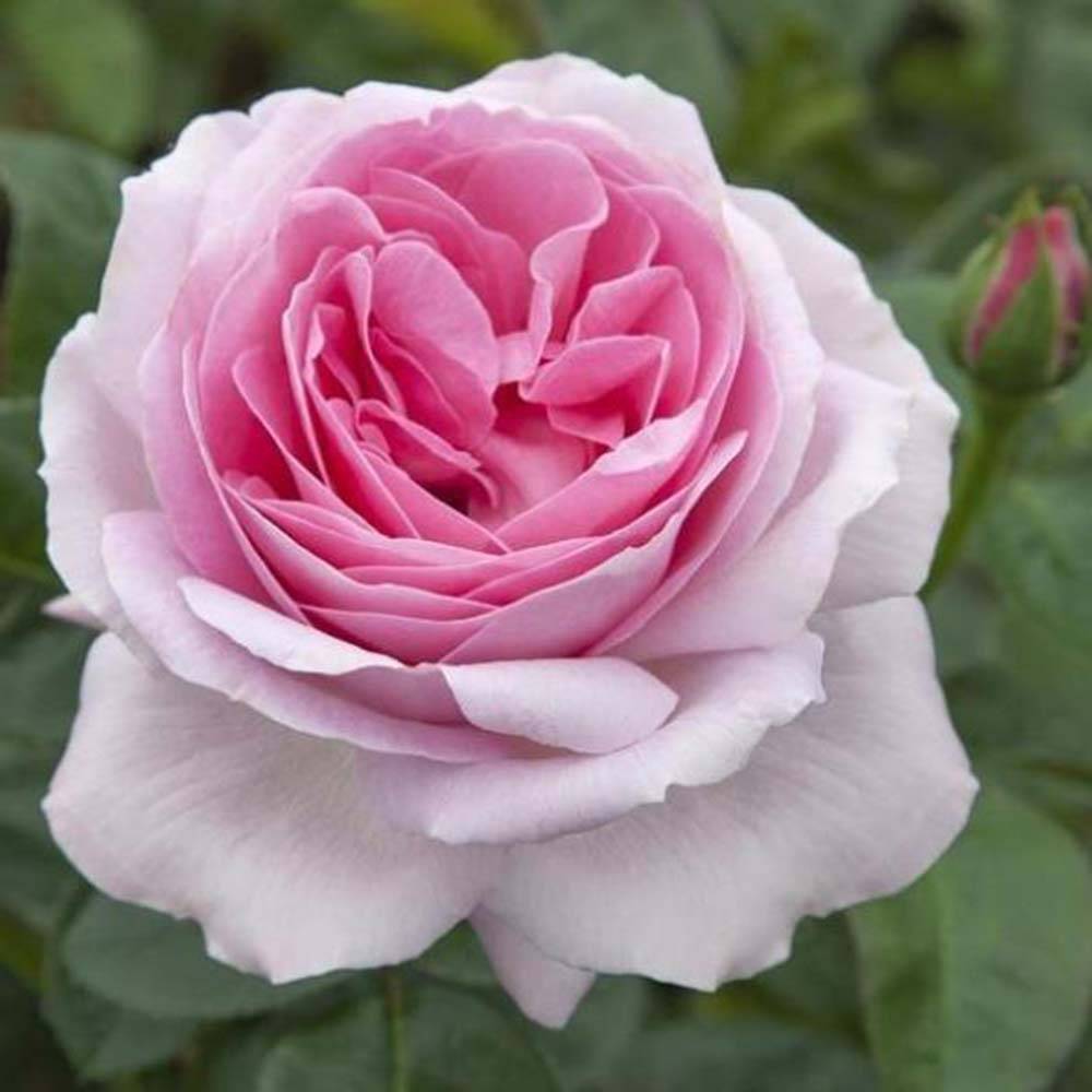 Promesse de Fleurs - Rosier à grandes fleurs Pink Eureka Racines nues en motte