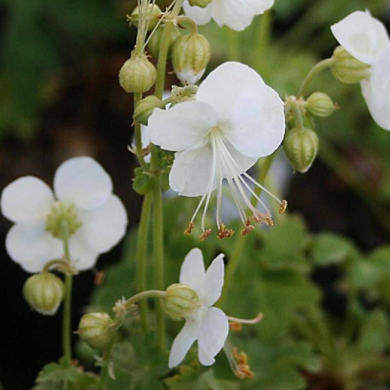 Géranium vivace White Ness à fleurs Blanche/ - feuillage Persistant - Godet - 5/20 cm