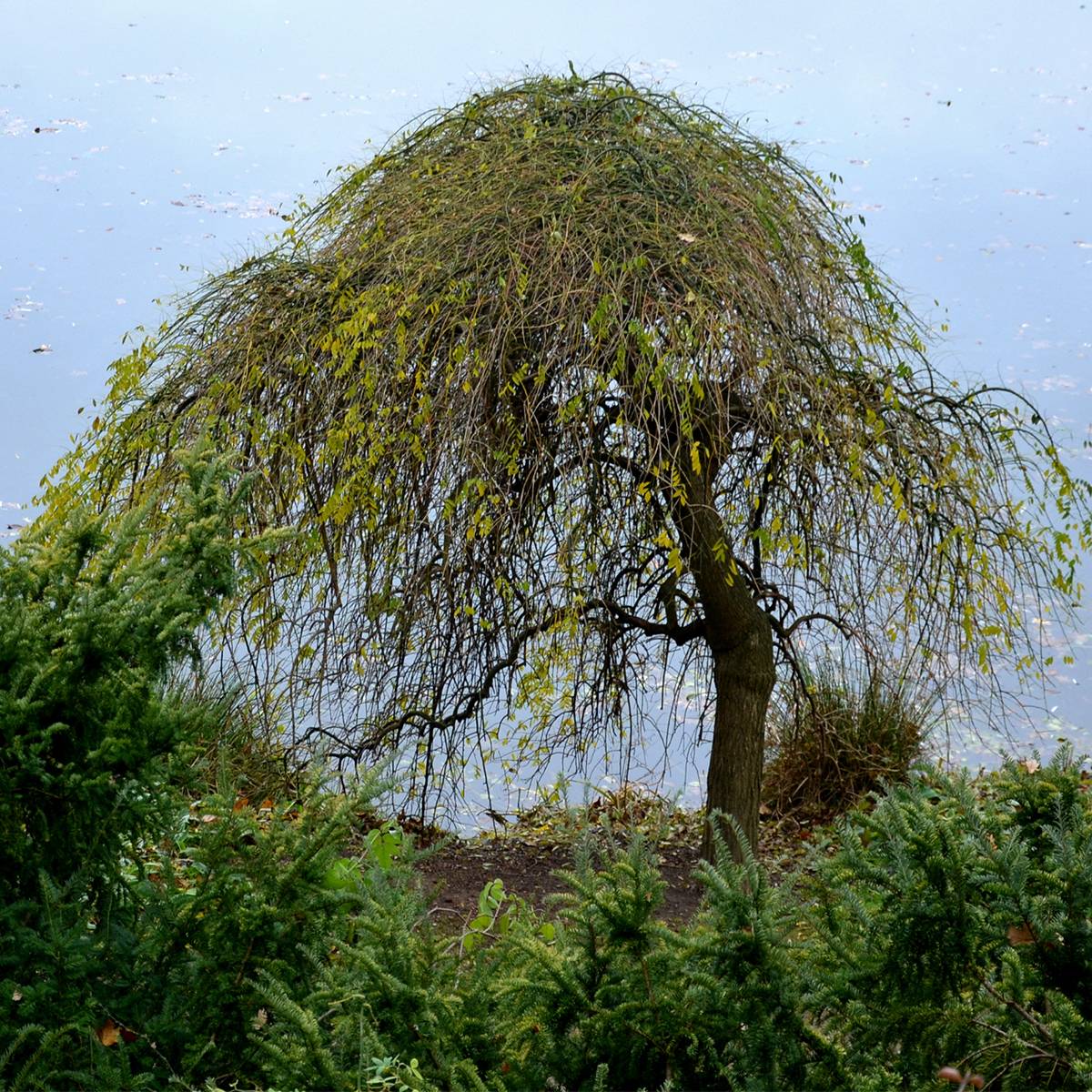 Betula pendula Magical Globe - Bouleau commun Pot de 7,5L/10L, Tige