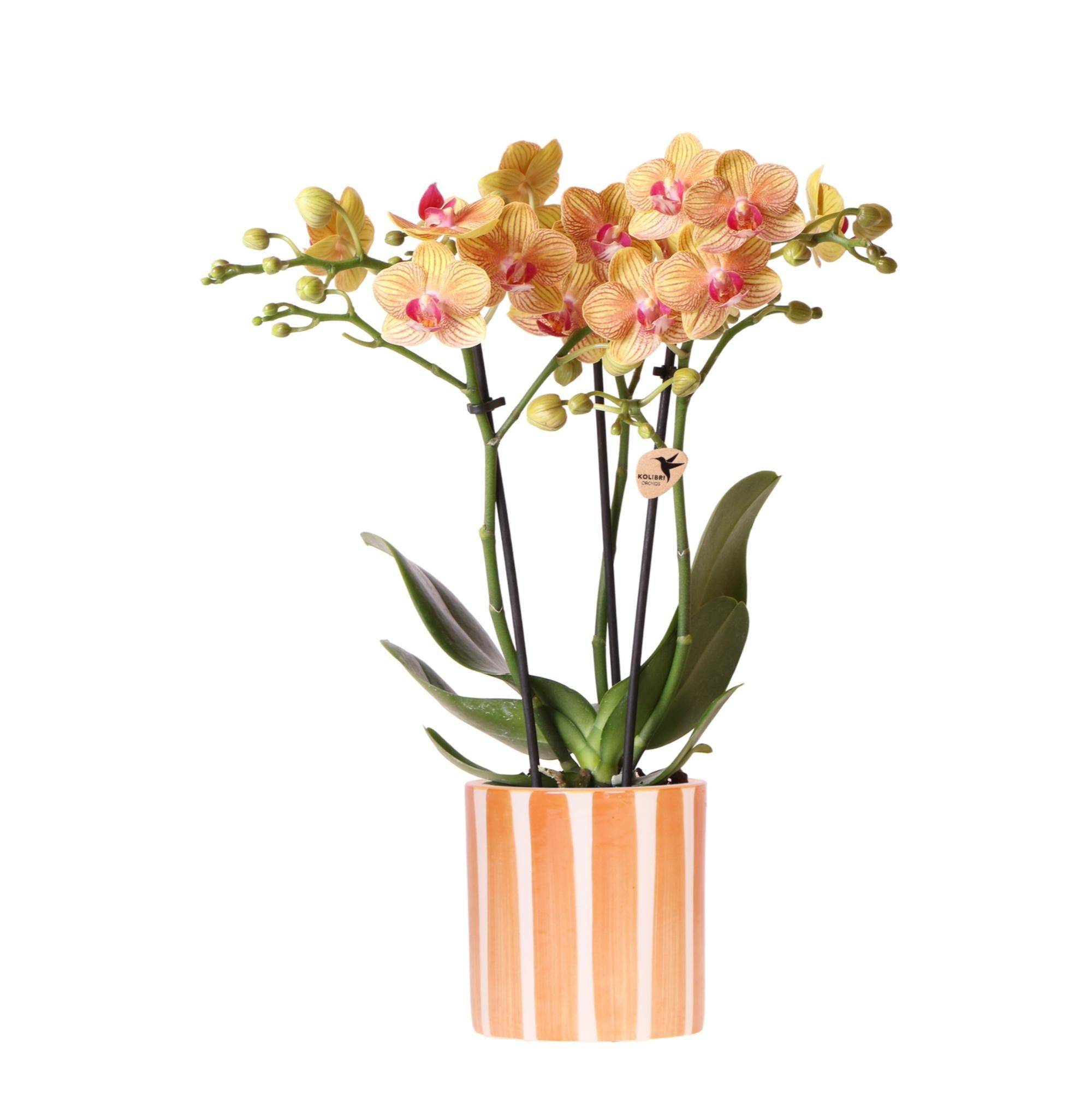 La Green Touch - Orchidée Jamaica et son pot- La Green Touch Orange rayé - Hauteur 35cm - Imagen 1
