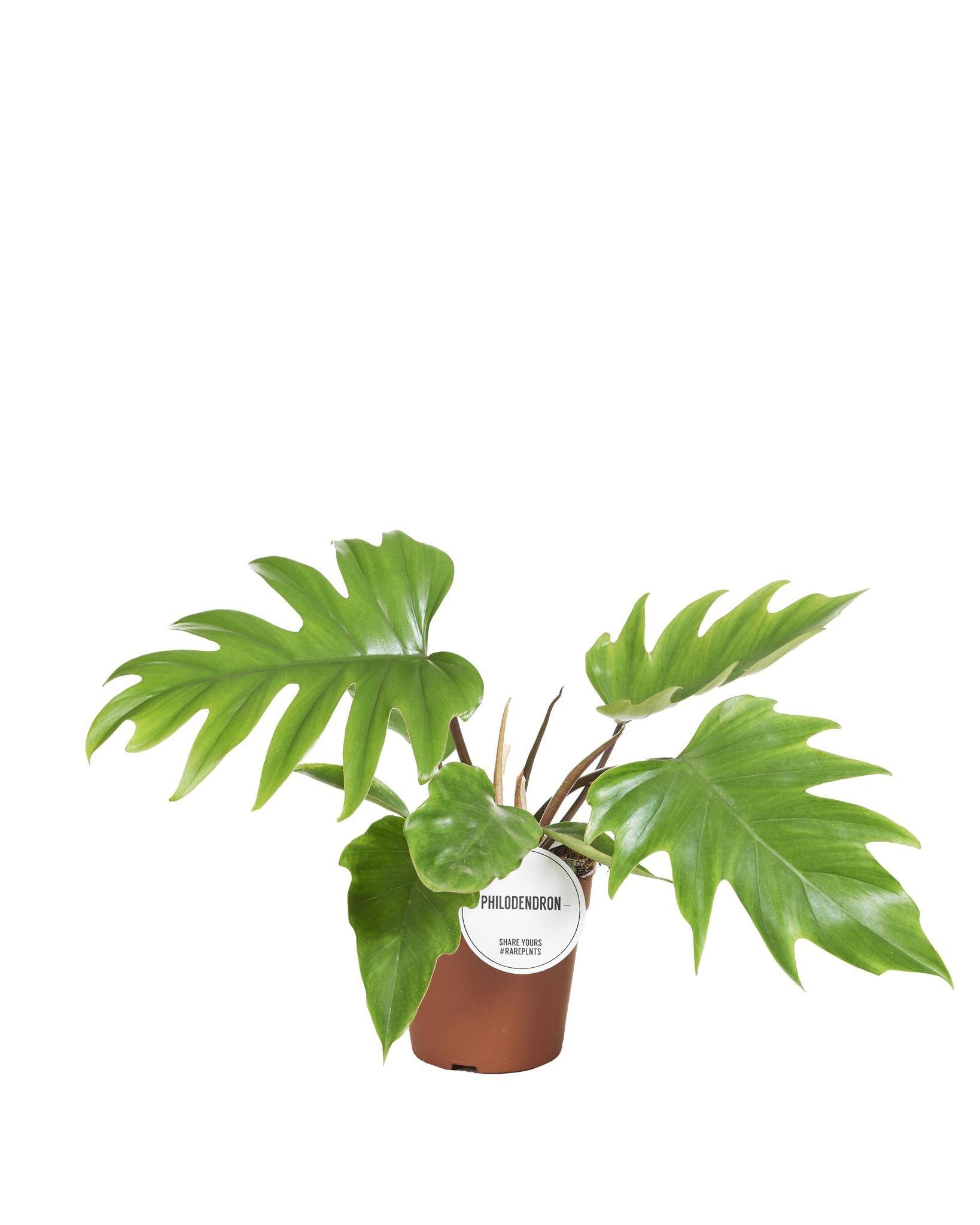 Philodendron Mayoi 35cm - Plante d'intérieur- La Green Touch - Imagen 1