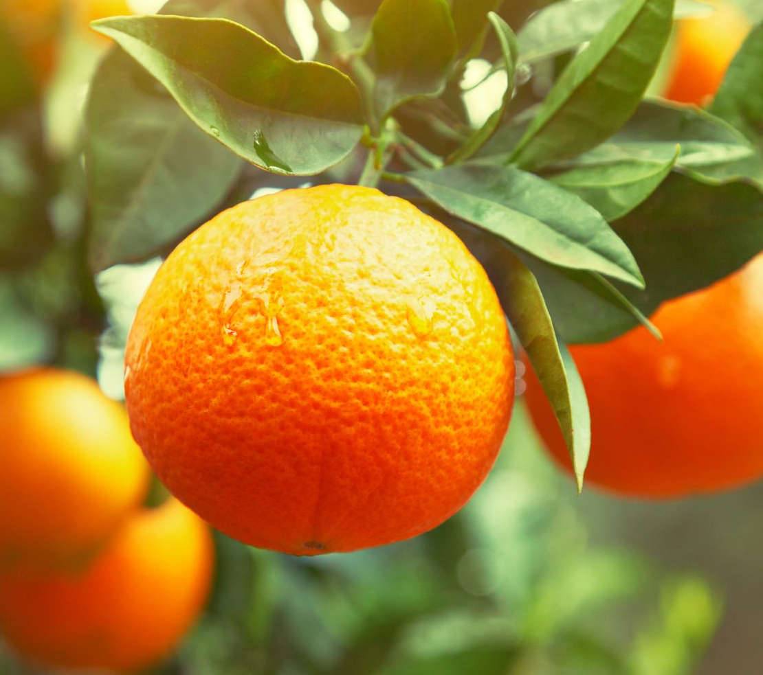 0 - Citrus clementina var.ortanique (fruit sucré très juteux, belle production) Pot de 9 litres -140/160 cm - Image 2