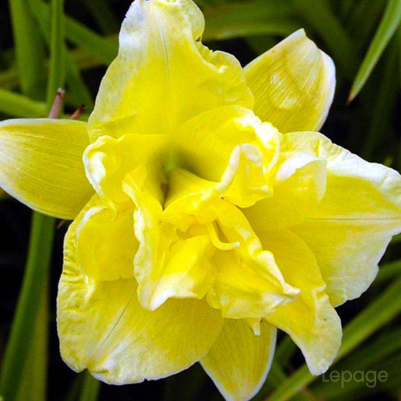 3 Hémérocalles 'Double River Whye' (Hemerocallis 'Double River Whye') - Lot de 3 vivaces - Pépinières Naudet - Imagen 1