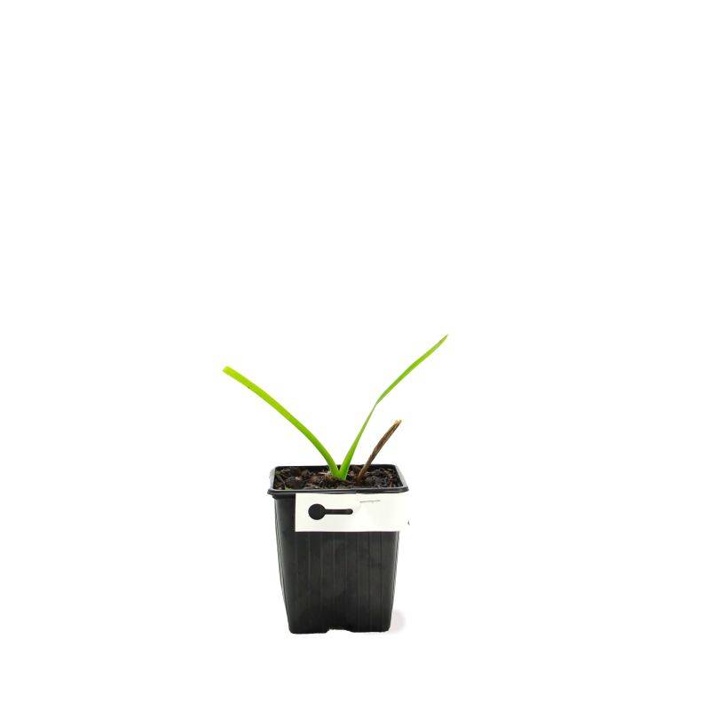 3 Hémérocalles 'Double River Whye' (Hemerocallis 'Double River Whye') - Lot de 3 vivaces - Pépinières Naudet - Imagen 2