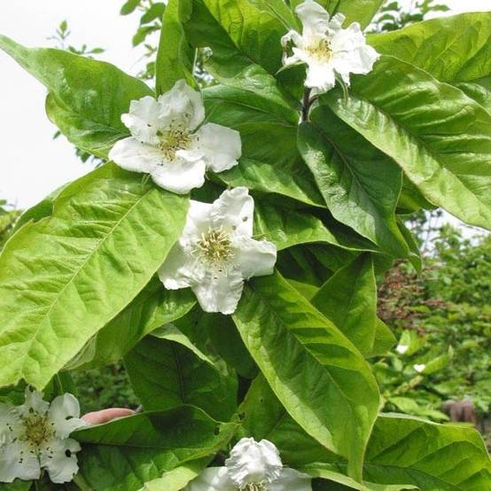 Promesse de Fleurs - Néflier - Mespilus germanica Pot de 2L/3L