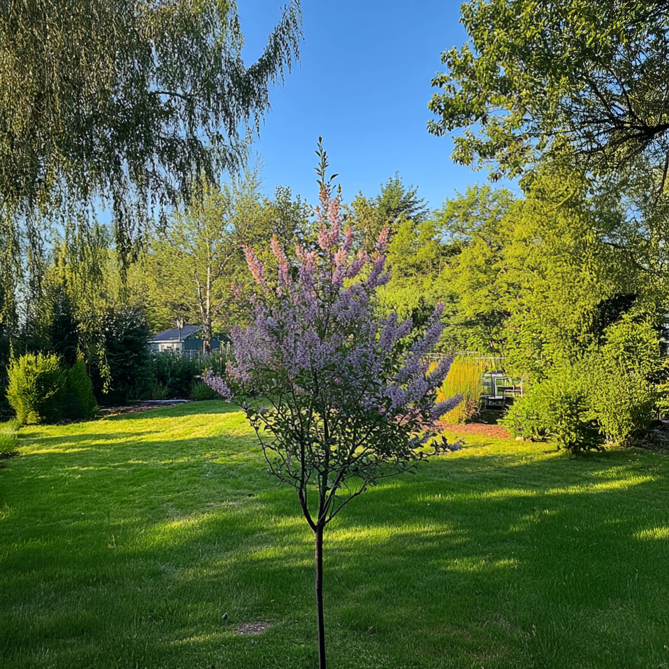 Saule crevette - Salix integra 'Flamingo' - Hauteur 90-110cm - Pot 19cm - Image 2