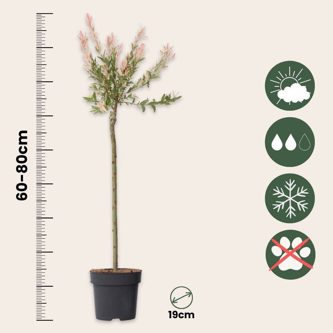 Saule crevette - Salix integra 'Flamingo' - Hauteur 90-110cm - Pot 19cm - Image 6