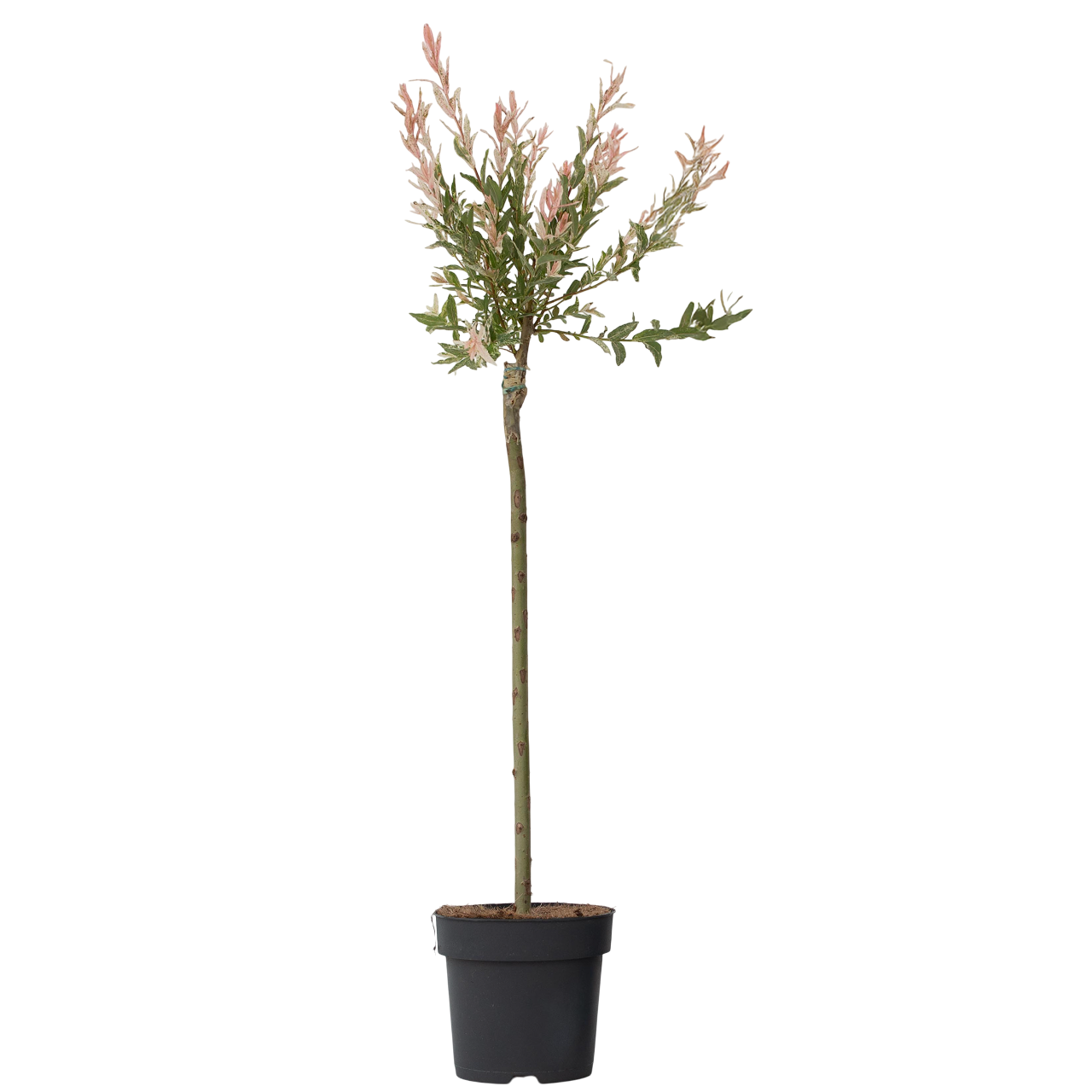 Saule crevette - Salix integra 'Flamingo' - Hauteur 90-110cm - Pot 19cm - Image 1