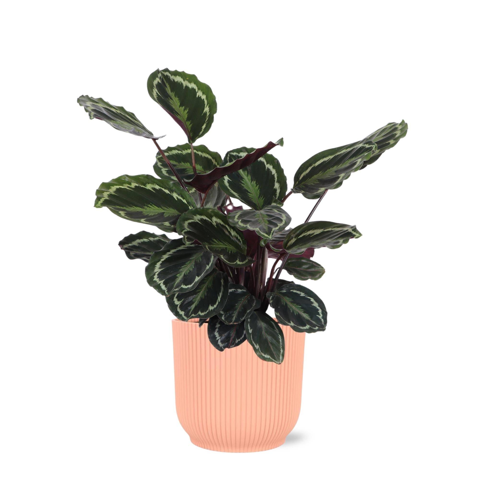 La Green Touch - Calathea Medallion et son pot- La Green Touch Relief Rose - Hauteur 70cm