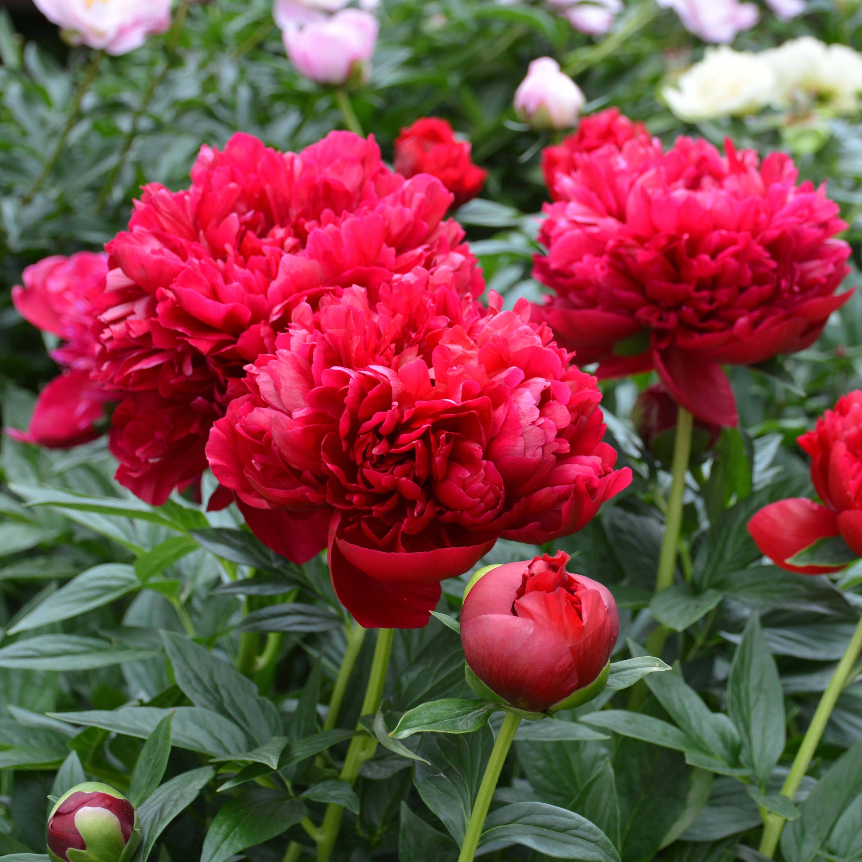 Promesse de Fleurs - Pivoine lactiflora Henry Bockstoce  Souche 3/5 yeux