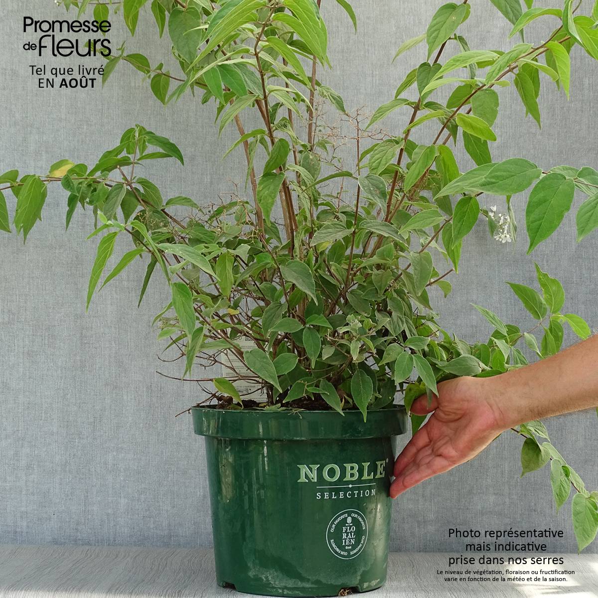 Deutzia setchuenensis Corymbiflora Pot de 7,5L/10L - Image 2