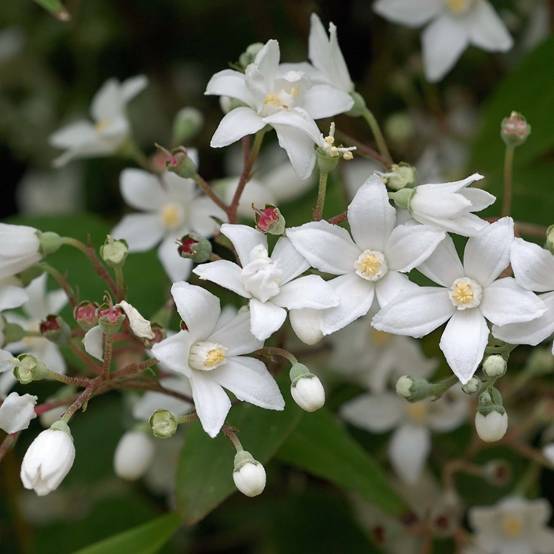 Deutzia setchuenensis Corymbiflora Pot de 7,5L/10L - Image 1