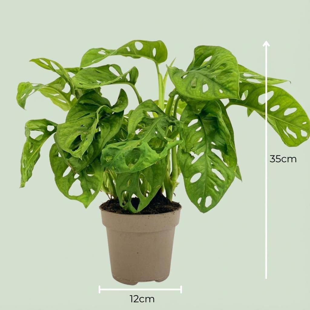 Monstera Adansonii Monkey Mask - Pot de 12cm - Hauteur: 25-35cm - Plantes d'intérieur - Image 3