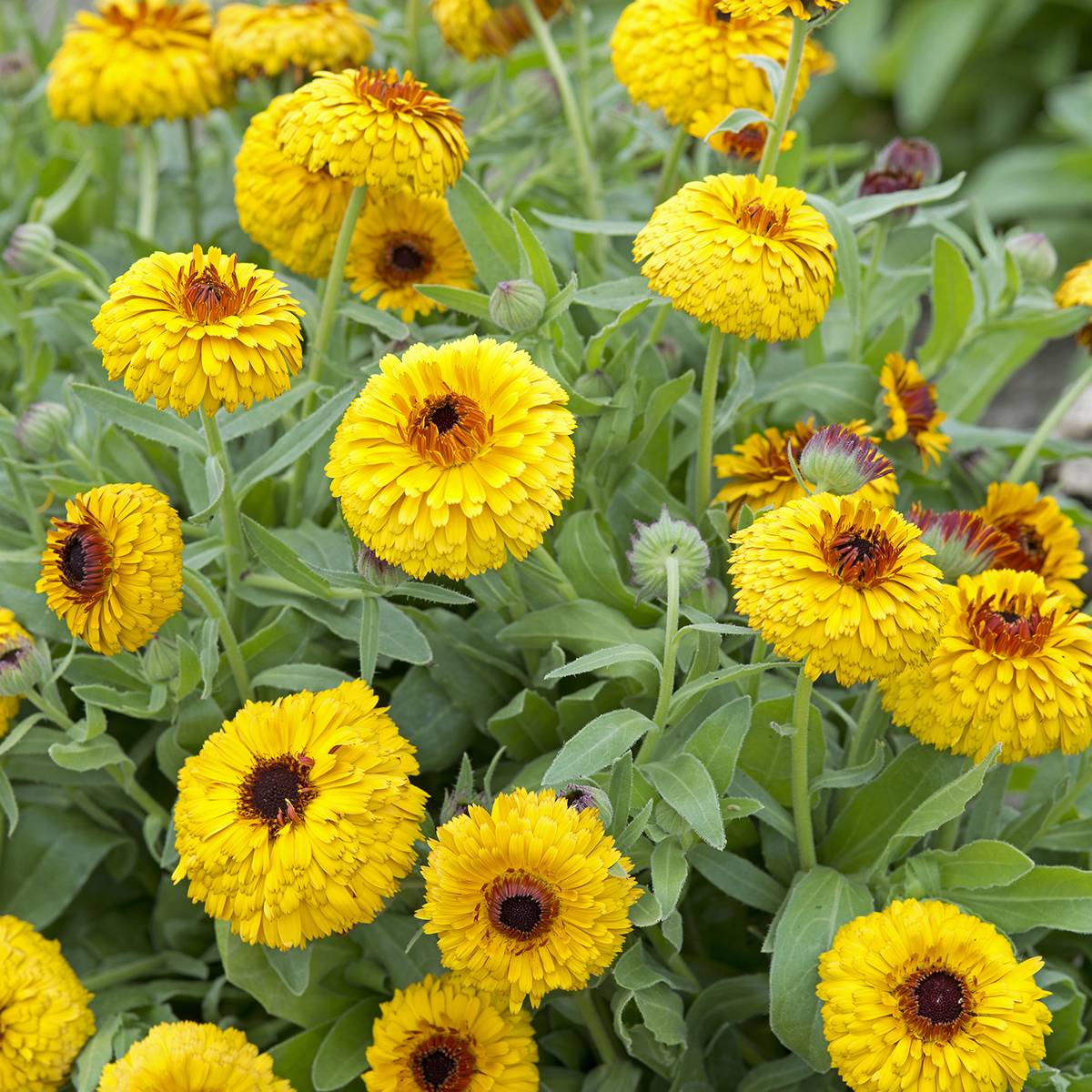 Promesse de Fleurs - Graines de Calendula officinalis Bull's Eye - Souci des jardins le sachet de 100 graines environ (0,8g)