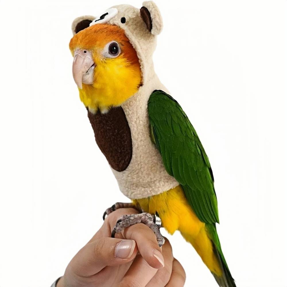 Pantalon de pigeon pour oiseaux DtopbuyAge - Image 1