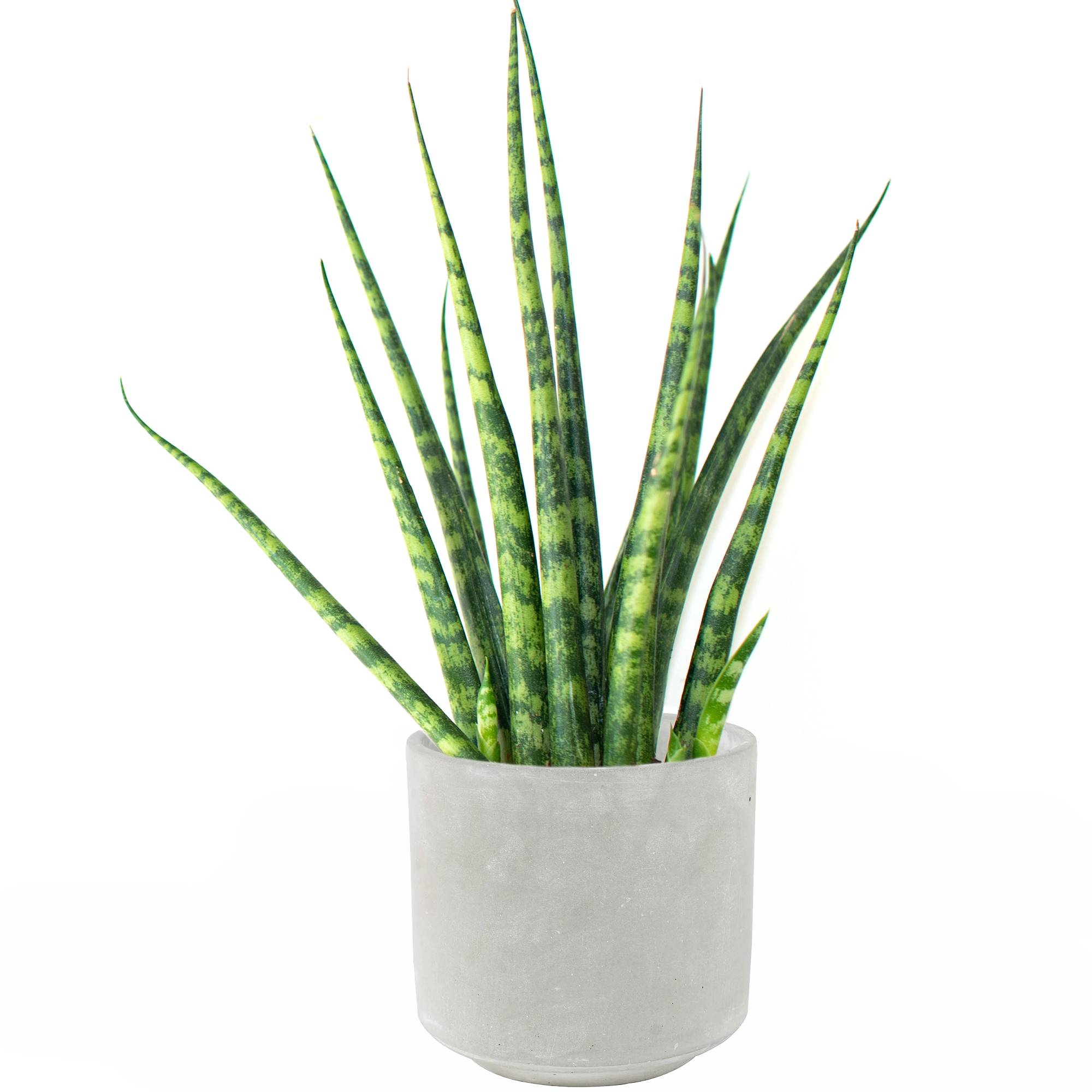 Gardenersdream - Sansevieria Cylindrica Spaghetti De 30 À 40 Cm En Pot Pour Maison Ou Bureau À Vendre - GardenersDream - Imagen 1