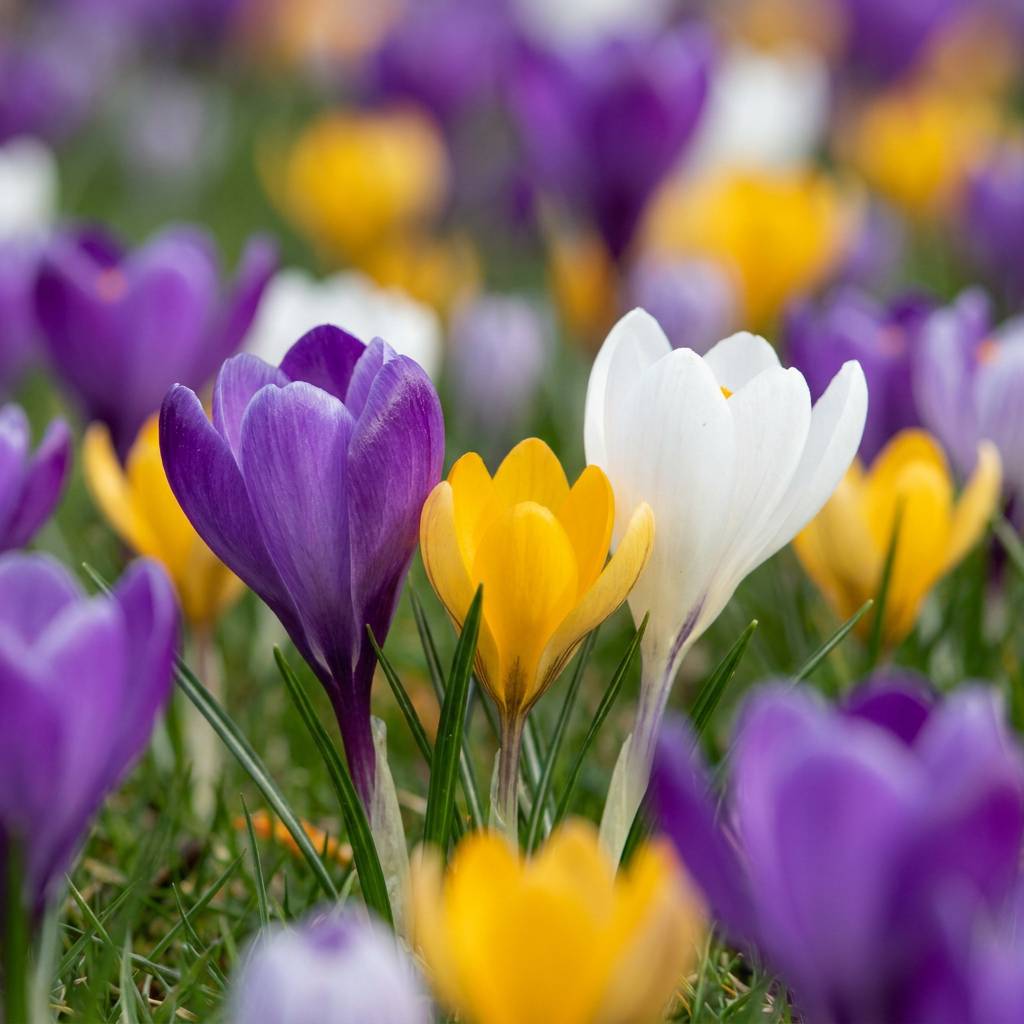 La Green Touch - Crocus en mélange - 70 bulbes - calibre 7/8 - Image 1