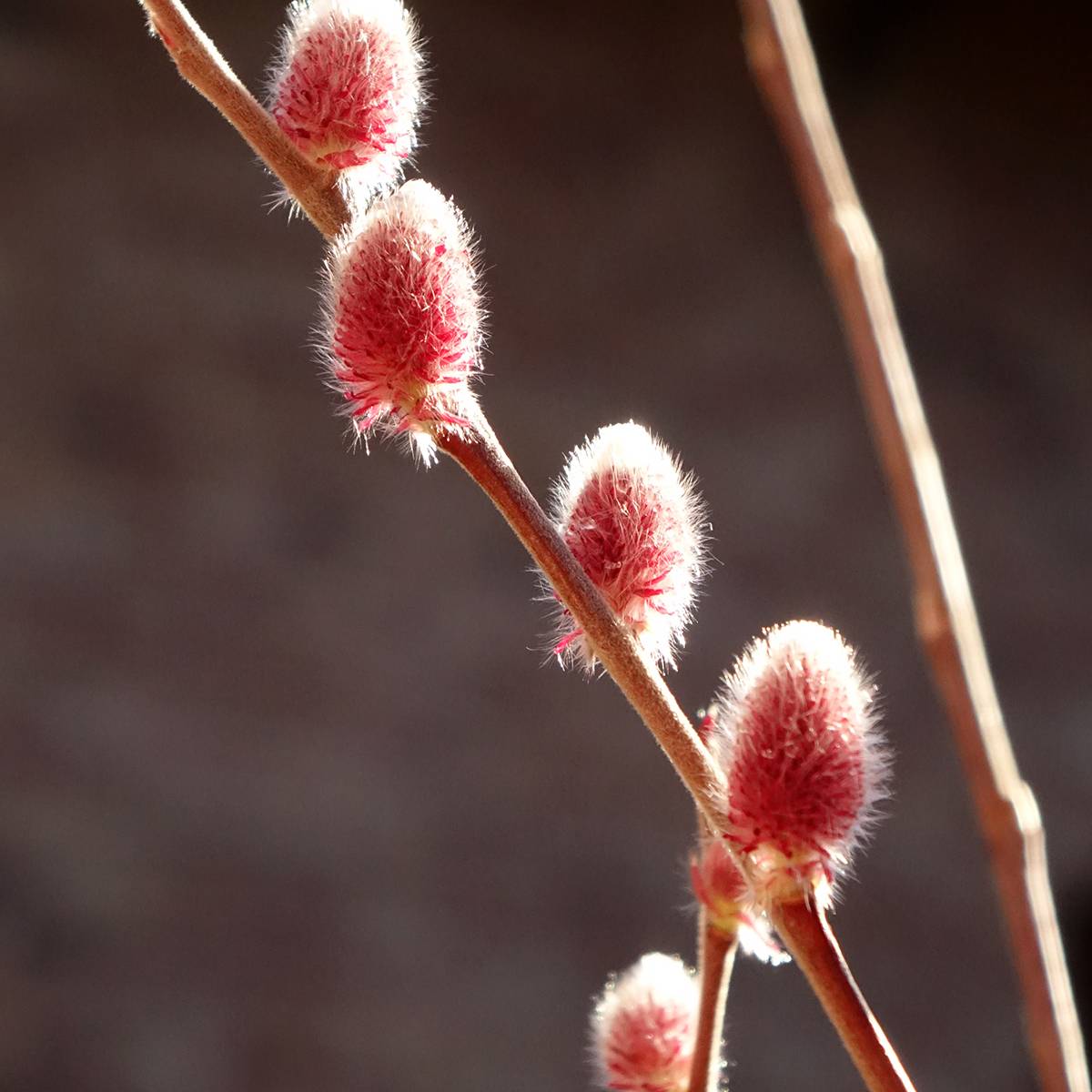 Salix chaenomeloides Mount Aso - Saule japonais Godet de 8/9 cm - Image 1