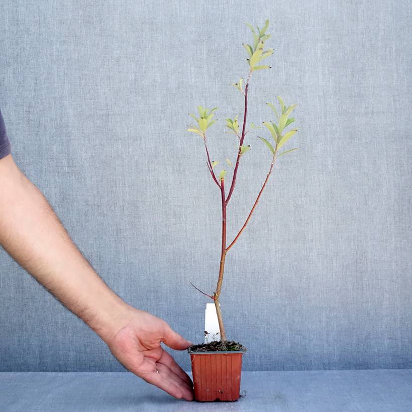 Salix chaenomeloides Mount Aso - Saule japonais Godet de 8/9 cm - Image 2
