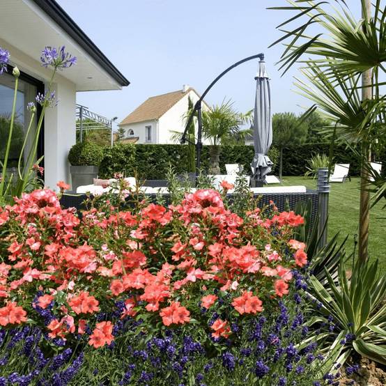 Rosier paysager Decorosier® Isalia® 'Noat1804' à fleurs Orange - feuillage Caduc - Pot de 5L - 40/60 cm- hauteur à maturité De 0,50 m à 1,00 m - Image 1