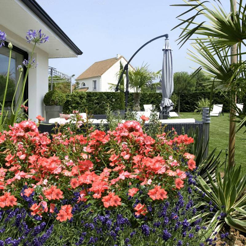 Rosier paysager Decorosier® Isalia® 'Noat1804' à fleurs Orange - feuillage Caduc - Pot de 5L - 40/60 cm-  hauteur à maturité De 0,50 m à 1,00 m - Imagen 1