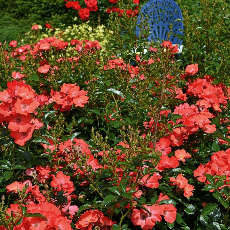 Rosier paysager Decorosier® Isalia® 'Noat1804' à fleurs Orange - feuillage Caduc - Pot de 5L - 40/60 cm- hauteur à maturité De 0,50 m à 1,00 m - Image 2