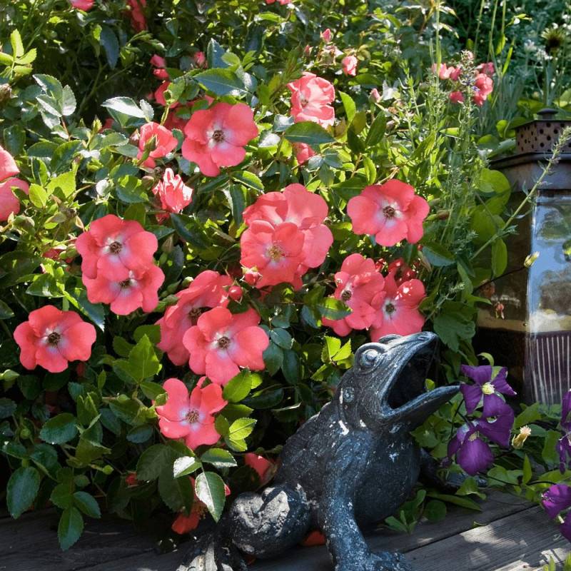 Rosier paysager Decorosier® Isalia® 'Noat1804' à fleurs Orange - feuillage Caduc - Pot de 5L - 40/60 cm-  hauteur à maturité De 0,50 m à 1,00 m - Imagen 3