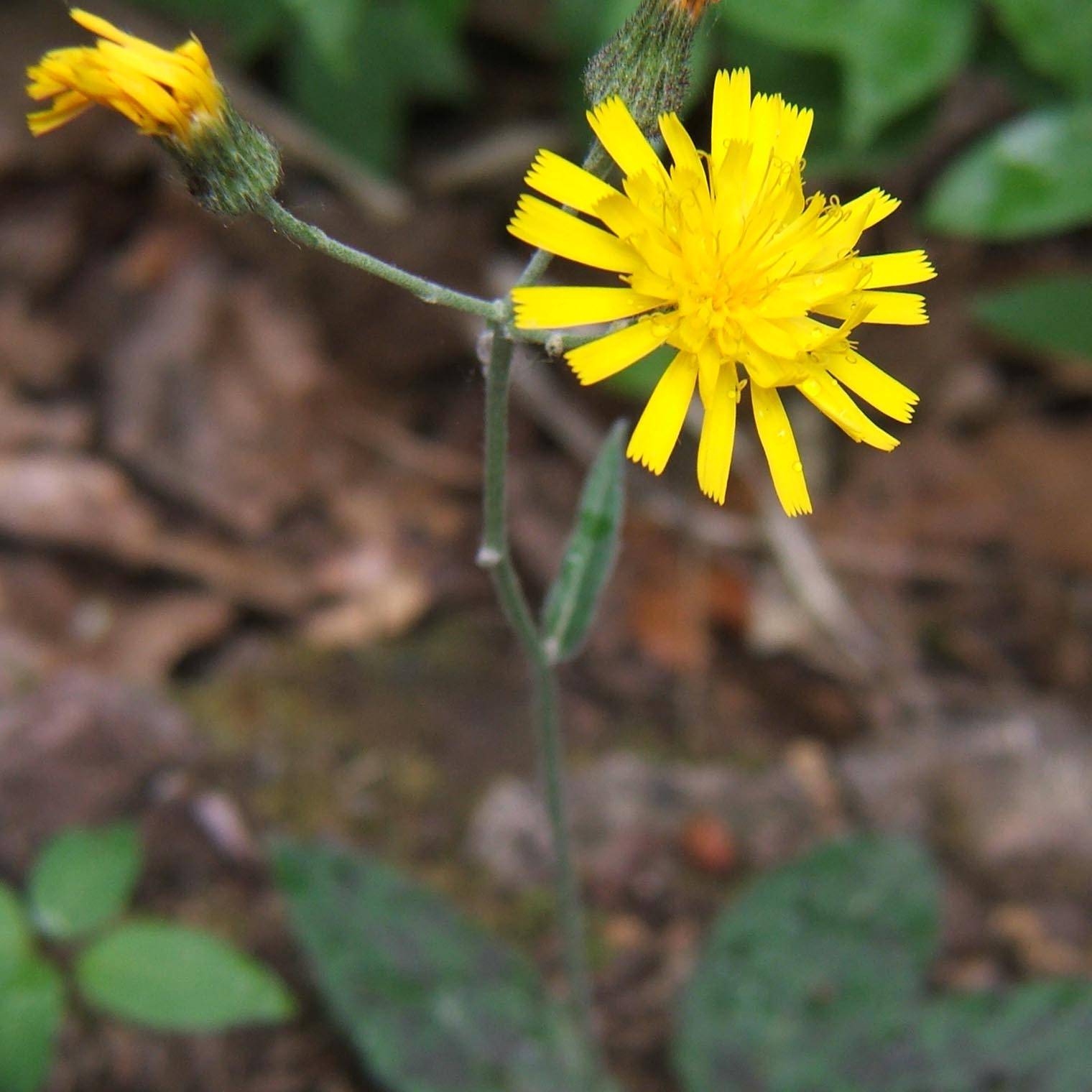 Promesse de Fleurs - Hieracium maculatum - Epervière tachée Godet de 8/9 cm