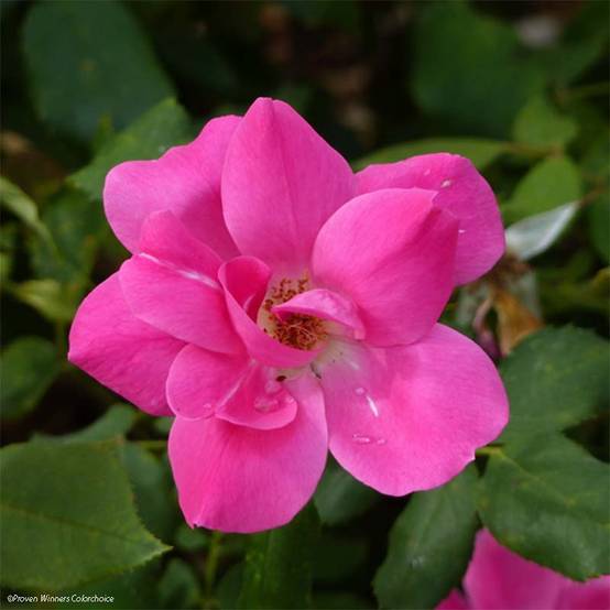 Rosier couvre-sol Pink Knock Out (Rodin) Pot de 10 cm/11cm, Issu de bouture