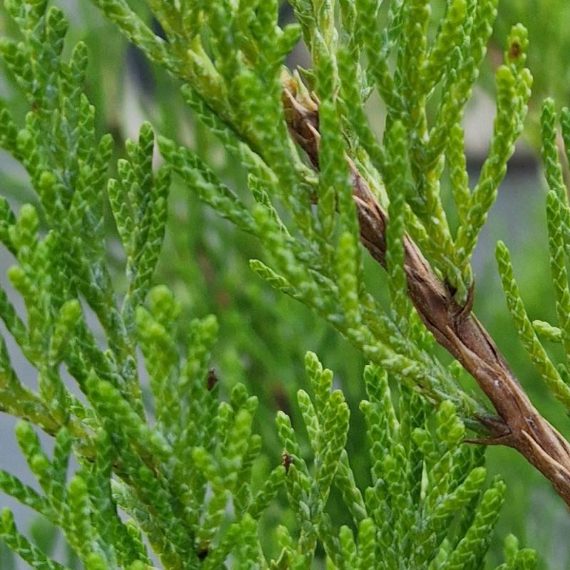 Genévrier Mint Julep, Juniperus - Godet - 5/20 cm - Imagen 5