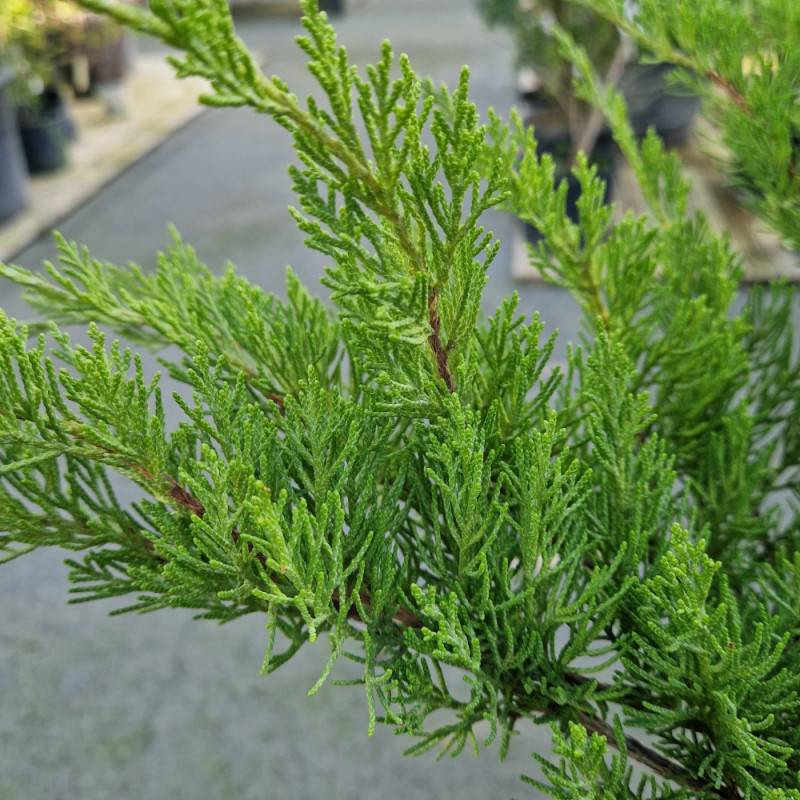 Genévrier Mint Julep, Juniperus - Godet - 5/20 cm - Imagen 8