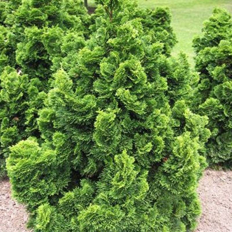 Faux cyprès Nana Gracilis - - Imagen 2