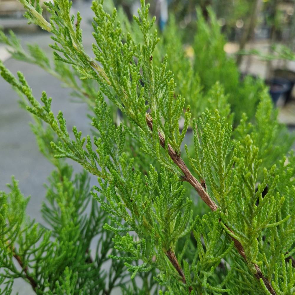 Genévrier Mint Julep, Juniperus - Godet - 5/20 cm