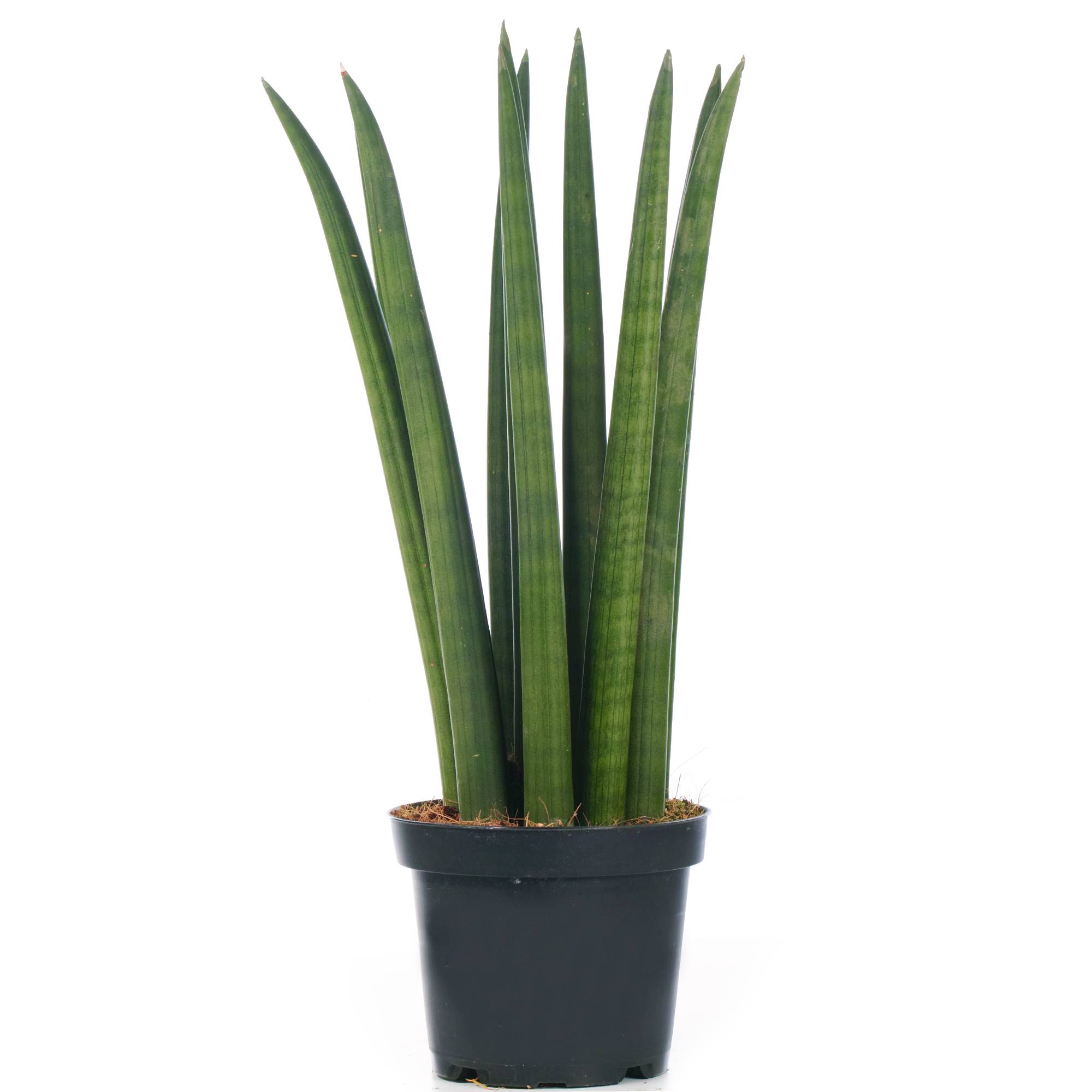 Gardenersdream - Sansevieria Cylindrica Spaghetti Plante D'Intérieur De Qualité Supérieur De 30 À 40 Cm Pot Inclus - GardenersDream - Imagen 2