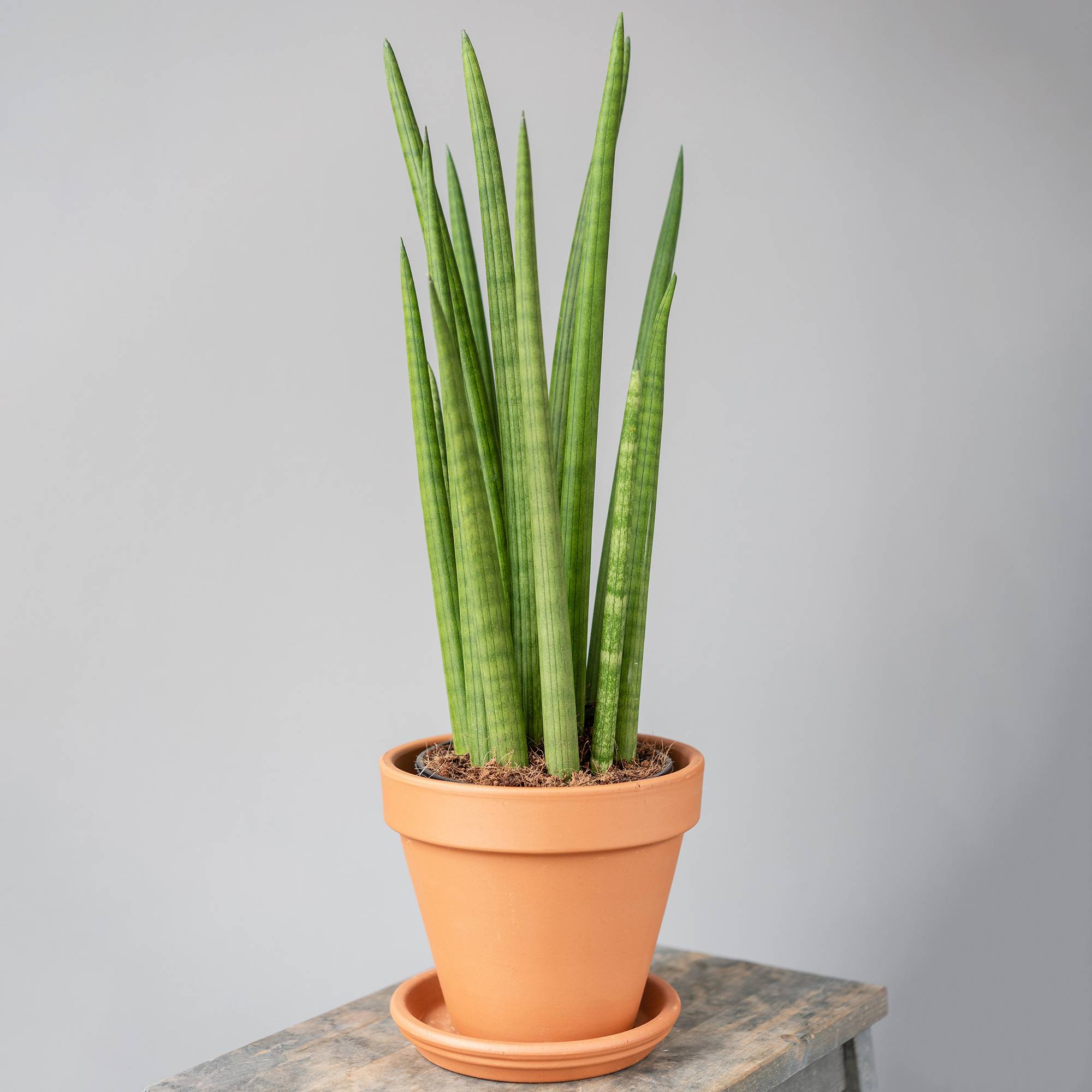 Gardenersdream - Sansevieria Cylindrica Spaghetti Plante D'Intérieur De Qualité Supérieur De 30 À 40 Cm Pot Inclus - GardenersDream - Imagen 1