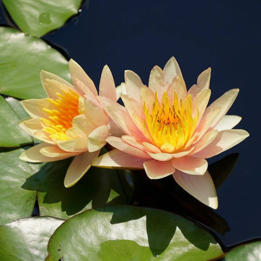 Nénuphar nain orange - Nymphaea - 1x nénuphar multiflore et panier - Image 3