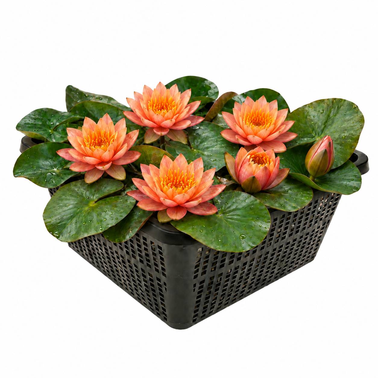 Nénuphar nain orange - Nymphaea - 1x nénuphar multiflore et panier - Image 1