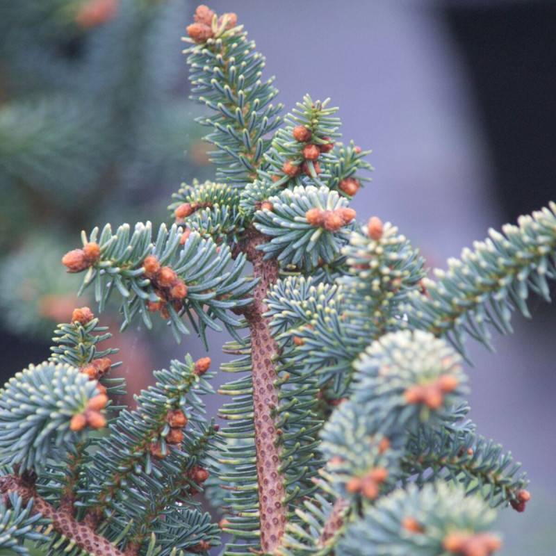 Sapin d'Andalousie doré, Abies pinsapo - Pot de 3L - 20/40 cm - Imagen 5