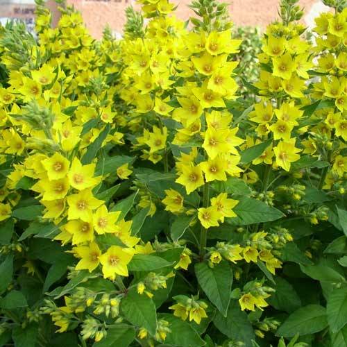 Lysimachia vulgaris - Lysimaque commune  Godet de 8/9 cm - Image 1