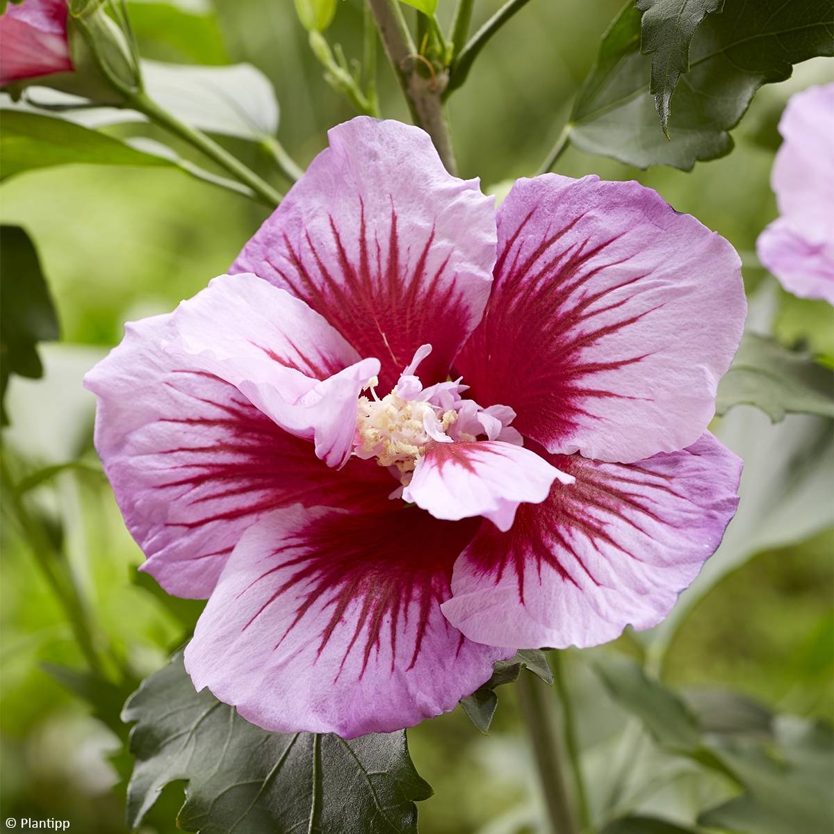 Promesse de Fleurs - Hibiscus syriacus Flower Tower Purple - Althea rose à coeur rouge Pot de 1,5L/2L - Image 1