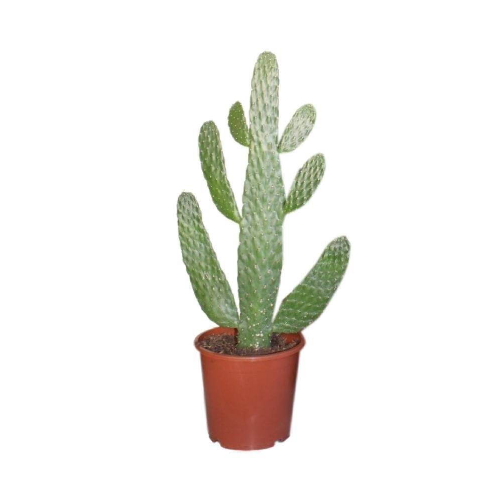 La Green Touch - Opuntia Consolea 55cm - Plante d'intérieur- La Green Touch - Imagen 3