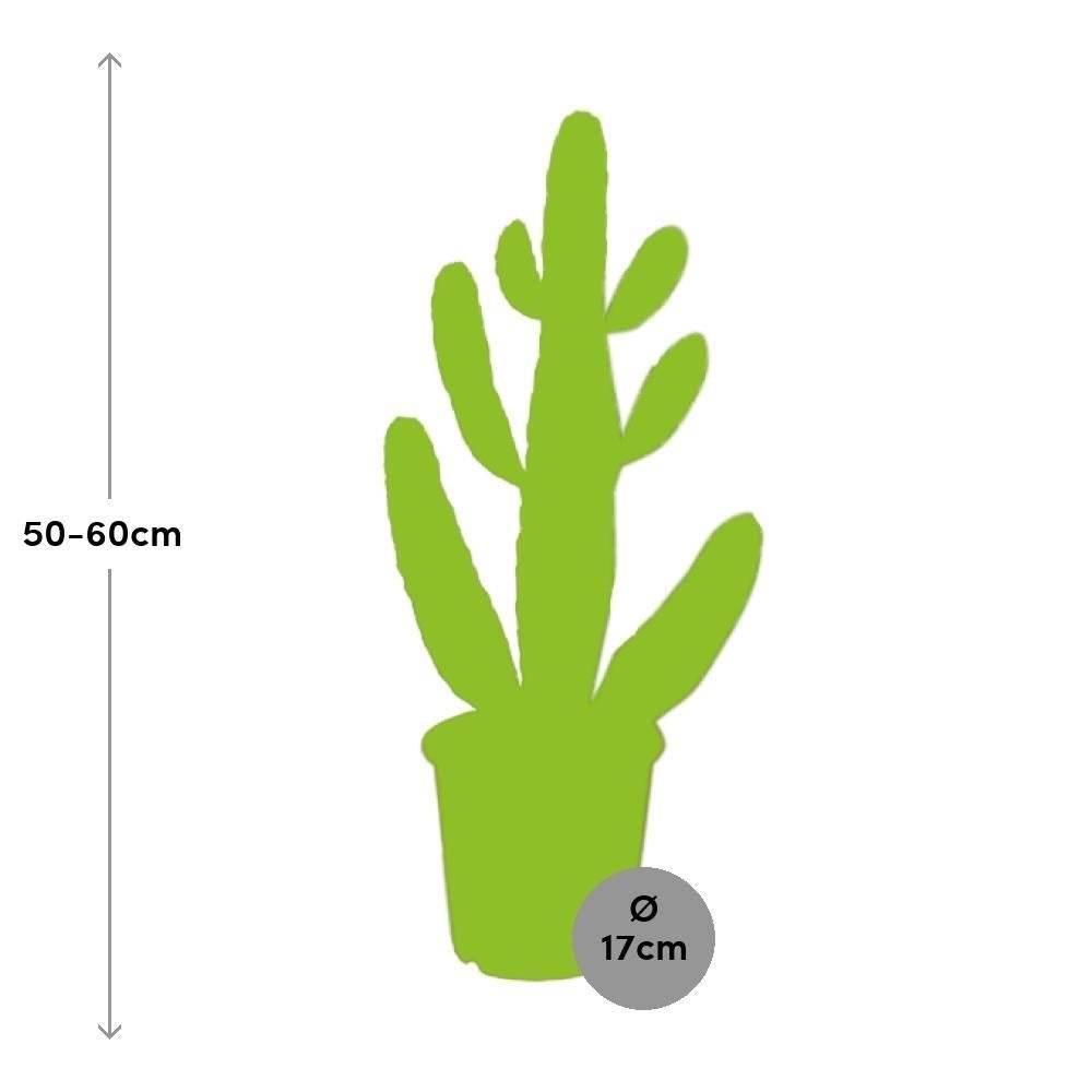 La Green Touch - Opuntia Consolea 55cm - Plante d'intérieur- La Green Touch - Imagen 4