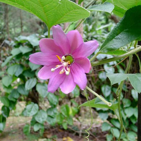 Passiflore banane Mollissima à fleurs Rose - feuillage Semi-Persistant - Pot de 1,5L - Tuteur bambou 30/60 cm- hauteur à maturité De 2,50 m à 3,00 m - Image 2