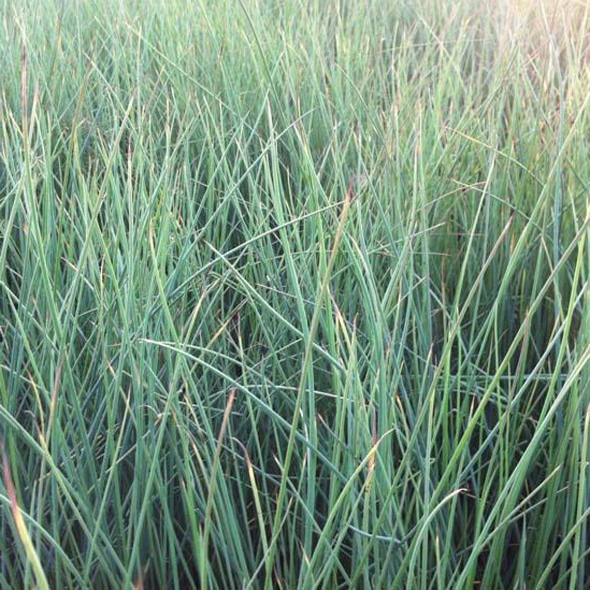 Juncus inflexus - Jonc des jardiniers Pot de 2L/3L