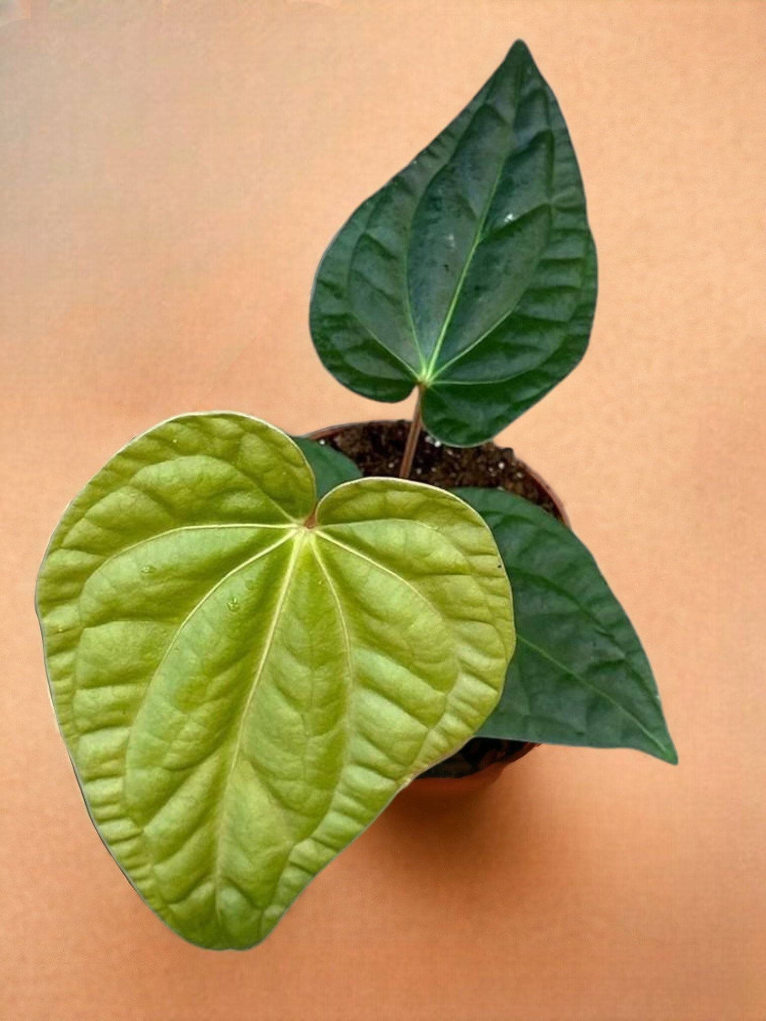 Anthurium Regale X Luxurians- La Green Touch