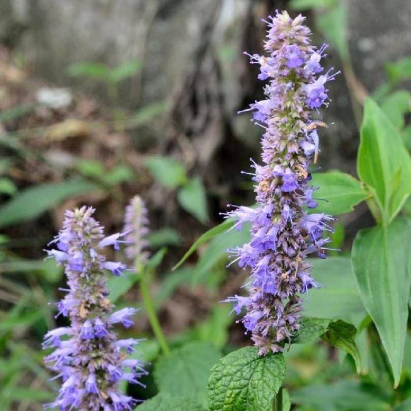 Menthe Coréenne à fleurs Bleue - feuillage Caduc - Godet - 5/20 cm-  hauteur à maturité De 0,15 m à 0,50 m - Imagen 4