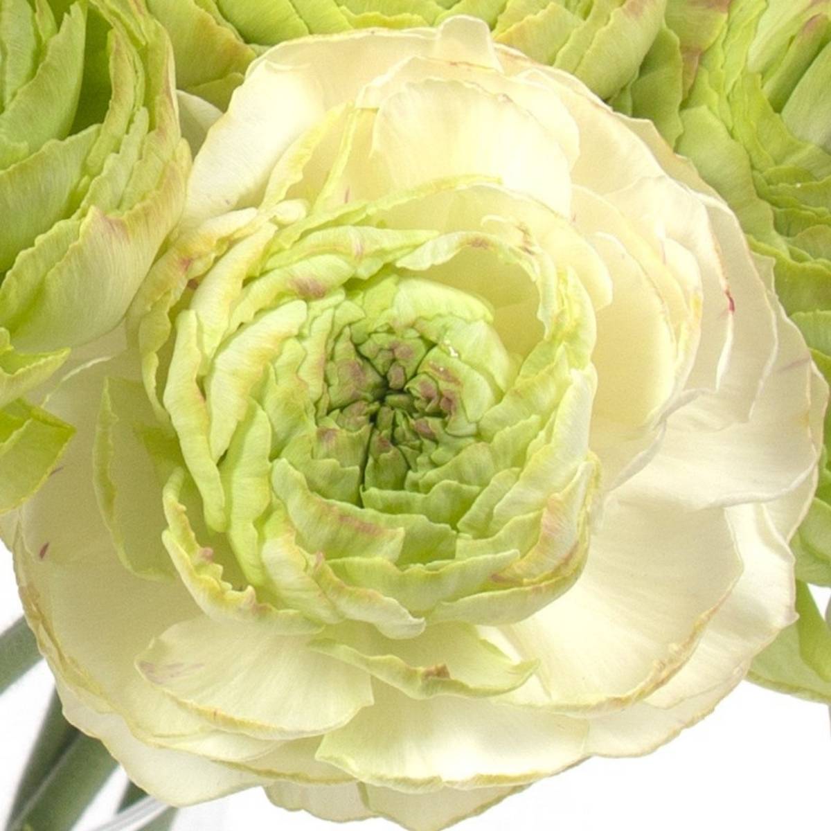 Promesse de Fleurs - Renoncule des fleuristes Supreme Light Green – Ranunculus asiaticus Bulbe calibre 8+
