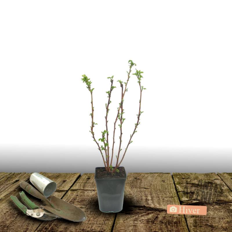 Framboisier Golden Bliss® - Moyen rendement - Pot de 2L - 30/60 cm - De 1,00 m à 1,50 m - Imagen 5