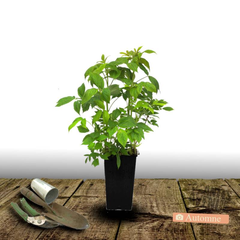 Framboisier Golden Bliss® - Moyen rendement - Pot de 2L - 30/60 cm - De 1,00 m à 1,50 m - Imagen 2