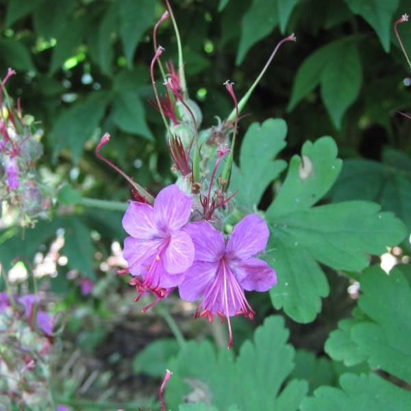 Promesse de Fleurs - Géranium vivace macrorrhizum Czakor Godet de 8/9 cm